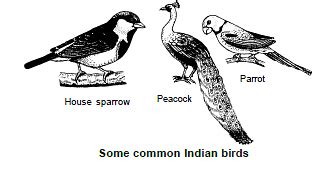 Complex Animals Chordata - Biology for Class 9 PDF Download