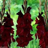 Image result for Red Gladiolus Bulbs