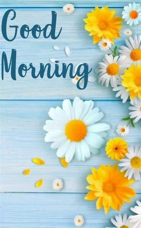 30+ Good Morning Daisy Flower Images - Good Morning Wishes