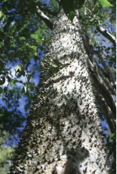 Image result for Exploding SAP Tree