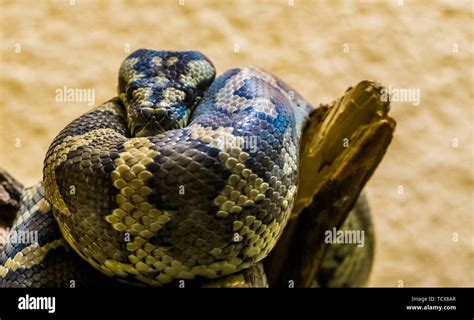 Image result for Northern Carpet Python
