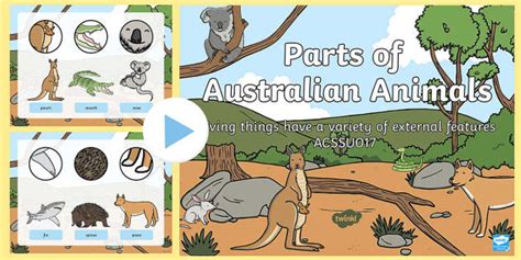 Identify the basic needs of plants and animals, including air, water ...