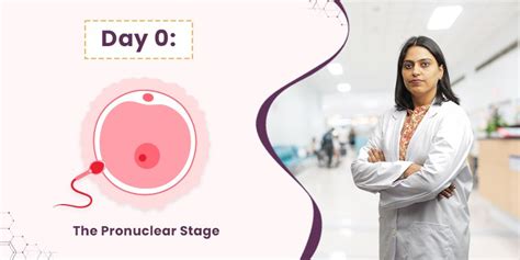 IVF Embryo Development Day By Day With Stages