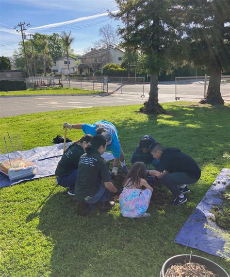 Image result for Tree-Planting Project for School