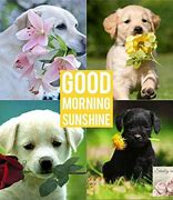 Image result for Good Morning with Pets