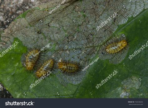 Yellow Black Spiny Larva Caterpillars Eating Stock Photo 742638292 ...