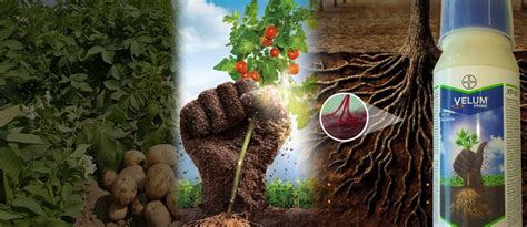 GET ULTIMATE PROTECTION FOR YOUR VEGETABLES WITH BAYER VELUM PRIME