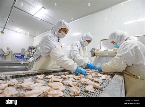 Small Commercial Chicken Processing 的图像结果