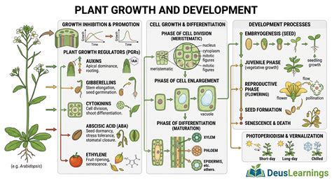 Plant Growth and Development