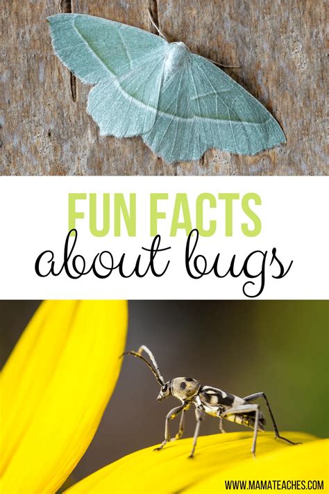 Image result for Insect Facts