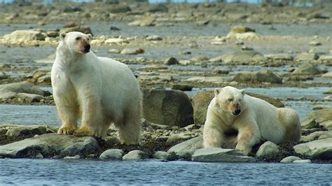 Canada: Surviving the Wild North | Polar Bears Hunt Beluga Whales | Nature | PBS