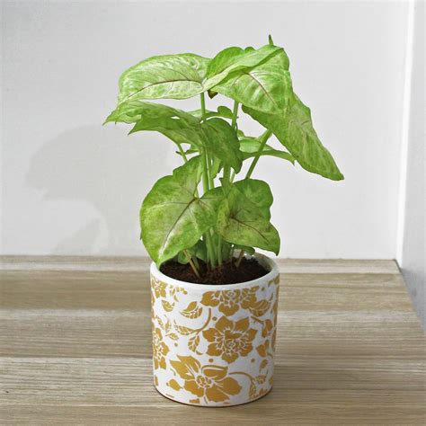 Rolling Nature Live Indoor Plant for Home Décor Good Luck & Air ...