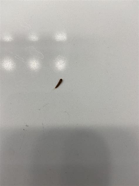Larva of a carpet beetle - PEST CONTROL CANADA