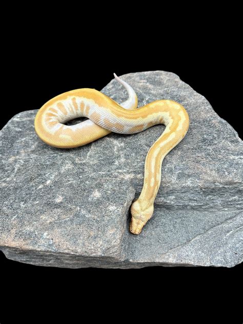 Matrix Blood Python 的图像结果