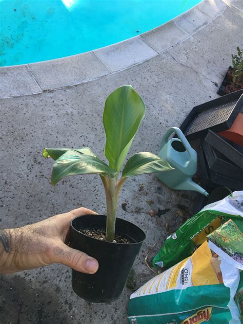 Image result for Blue Java Ice Cream Banana