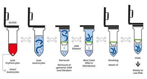 DNA RNA Extraction Process 的图像结果