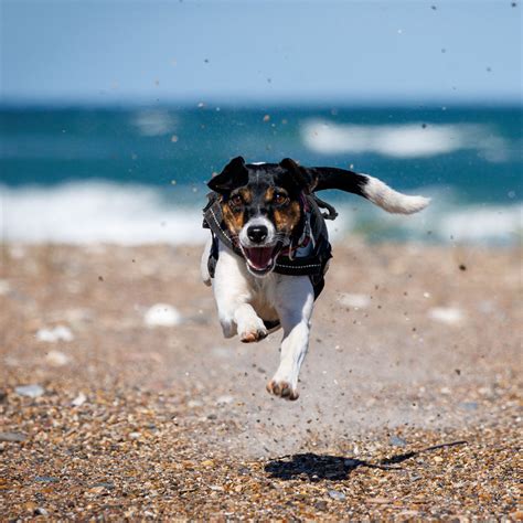 Download wallpaper 3415x3415 dog, jump, pet, pebbles ipad pro 12.9 ...