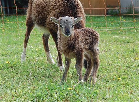 Soay Bocklämmer und weibl Lamm abzugeben auch einzeln in Bitterfeld ...