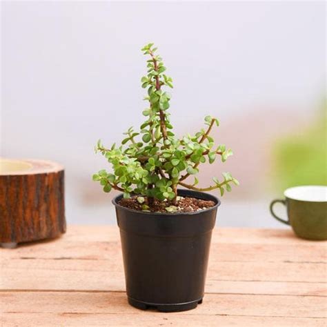 Buy Jade Plants online from Nurserylive at lowest price.