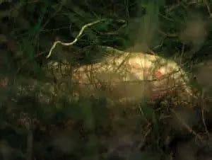 Java Moss for Corydoras Breeding 的图像结果