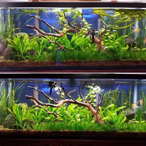 Image result for How to Trim a Java Fern