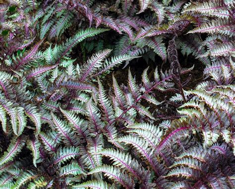Athyrium niponicum pictum metallicum - Japanese Painted Fern