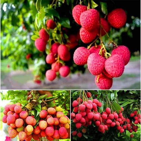 AGRO ALIVE Air Layering China 3 Litchi plant, (CHINA 3 Variety) Sweet ...