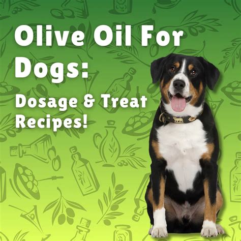 Is Canola Oil a Secret Superfood for Dogs? Find Out Now!