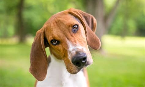 This Is How Far Your Dog Can Hear Noise (Crazy Distance!) - A-Z Animals