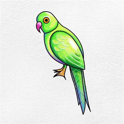 Image result for Simple Parrot Cartoon Drawing