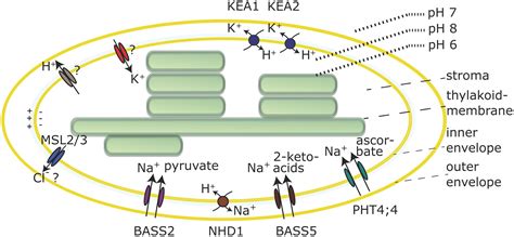 Image result for Proton Gradient