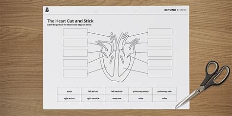 Labelled Heart Diagram Activity | The Heart Cut and Stick