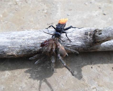 Tarantula Hawk Size