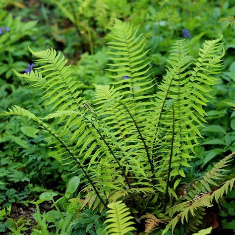 Buy shaggy wood fern (syn. Dryopteris atrata) Dryopteris cycadina ...