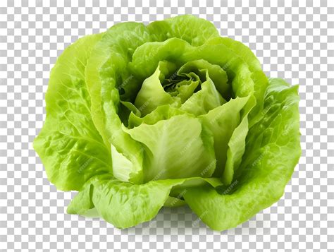 Clip Art Lettuce