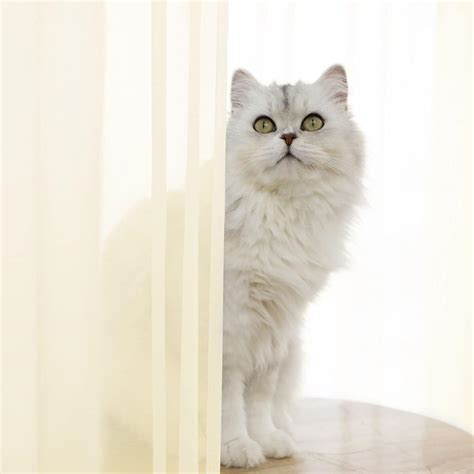 Buy Window Light Yellow Sheer Curtains 120 Inches Long 2 Panels Sheer ...