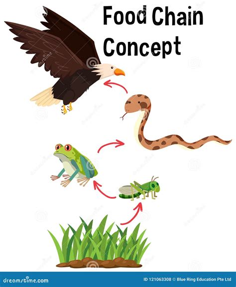 Science Food Chain 的图像结果