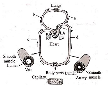 Recognise the figure and find out the correct matching
