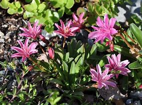 Image result for Little Plum Lewisia Plant