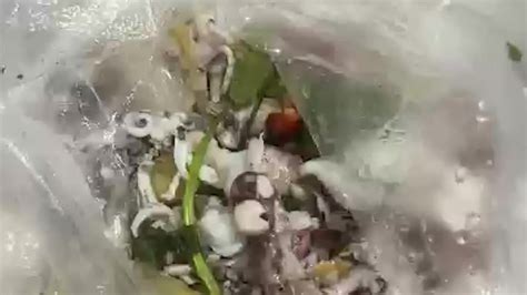 女子称买到蓝环章鱼险食用，三亚市监局回应：会再行排查_凤凰网视频_凤凰网