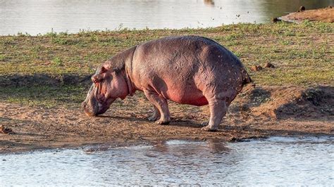 Image result for Hippo Has Exploding Diarrhea