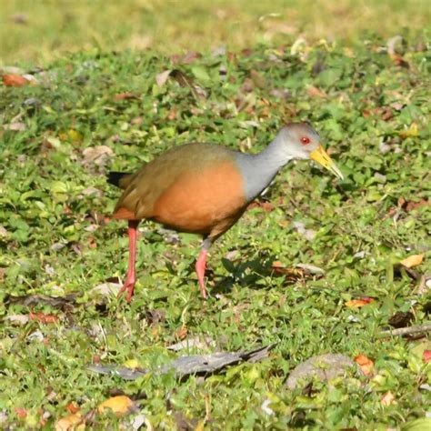 Chiricote (Aramides cajaneus) - EcoRegistros