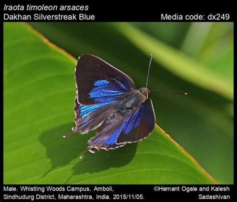 Iraota timoleon | Butterfly