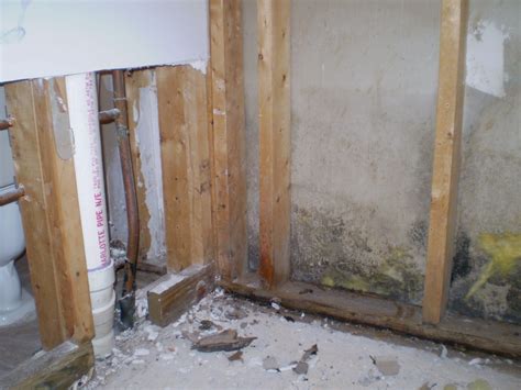 What To Do About Mold Inside Walls at Lily Eric blog
