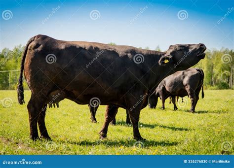 Black Angus Cow Mooing in Green Grass Stock Photo - Image of cute ...