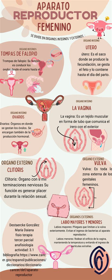 Aparato reproductor femenino - CLITORISCLITORIS Vulva: Es toda la zona externa de los genitales ...