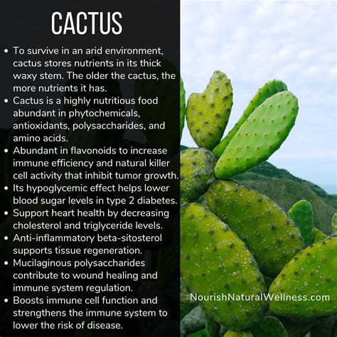 What Are Cactus Pears Good For at Mary Bevis blog