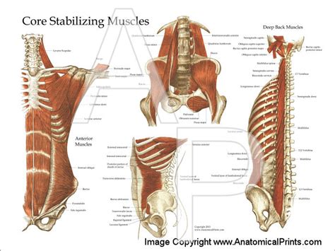 Core Muscles 的图像结果
