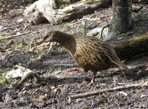 THE FLIGHTLESS ENDEMIC BIRDS OF NEW ZEALAND – PART 2 – Chasing Dreams