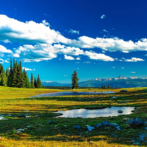 Download wallpaper 2780x2780 trees, meadow, water, grass ipad air, ipad ...